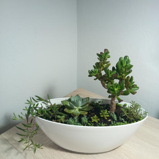 Мини сад из суккулентов 10 видов