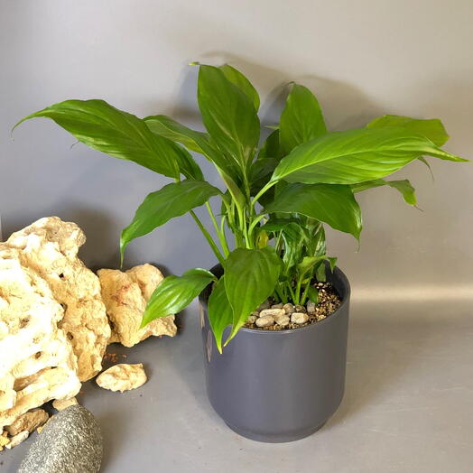 Комнатное растение спатифилум в кашпо