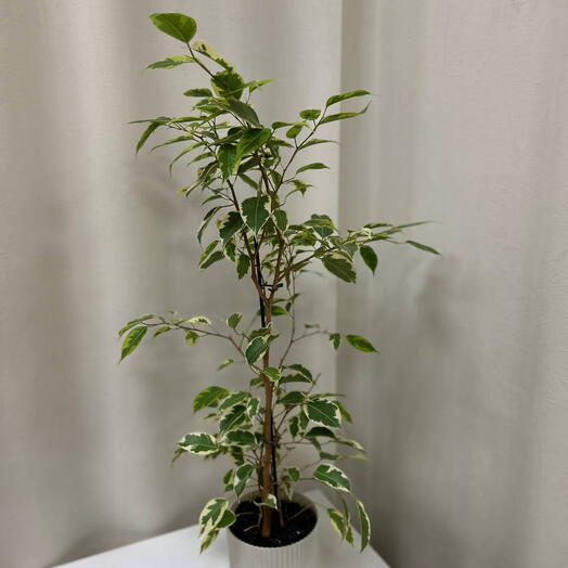 Комнатное растение "Фикус"