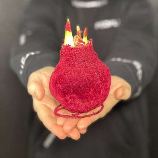 Луковица в воске бордовой бархатном. Новогодний цветок