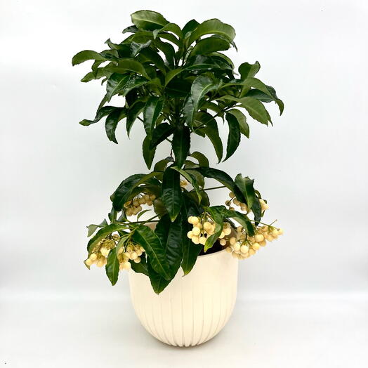 Ардизия кремовая в кашпо «Альфа»