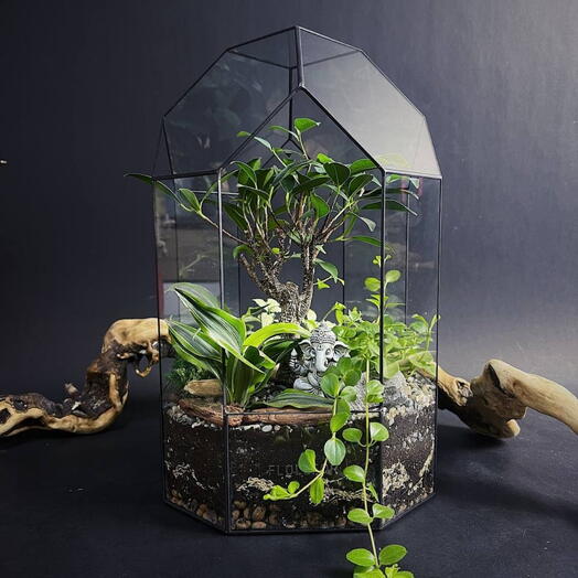 Флорариум с деревом - Фикус ретуза "Лесной дом Ганеша"