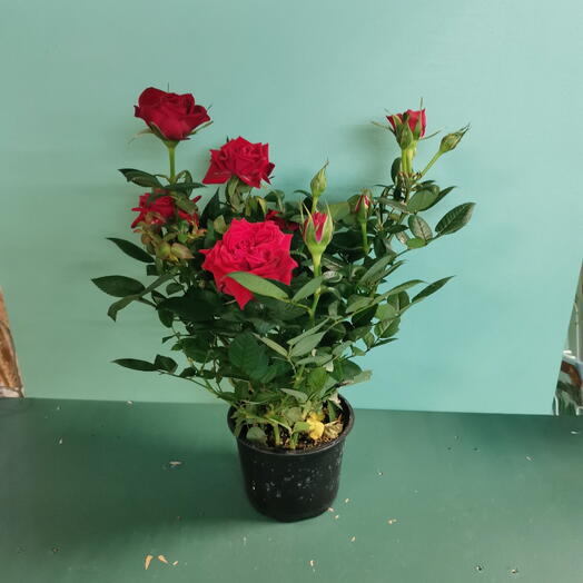 Роза куст red