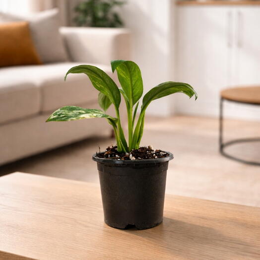 Spathiphyllum ‘Sensation Variegata