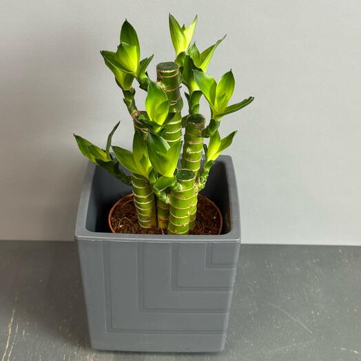 Драцена Лаки Бамбук в стильном сером горшке ☘️