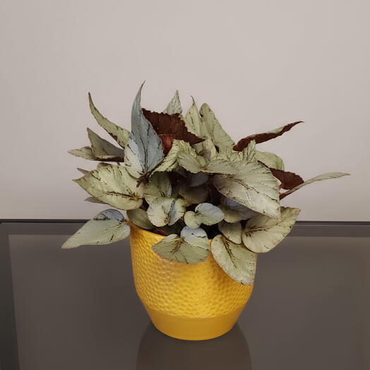 Begonia Rex Gray