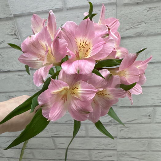 Розовая альстромерия
