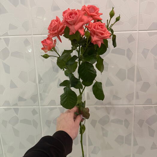 Спрей Барбадос