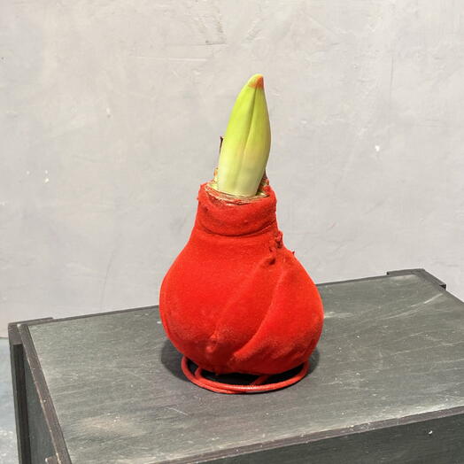 Луковица амарилиса в бархате