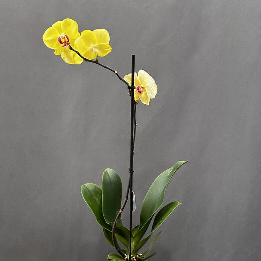 Орхидея в желтом оттенке