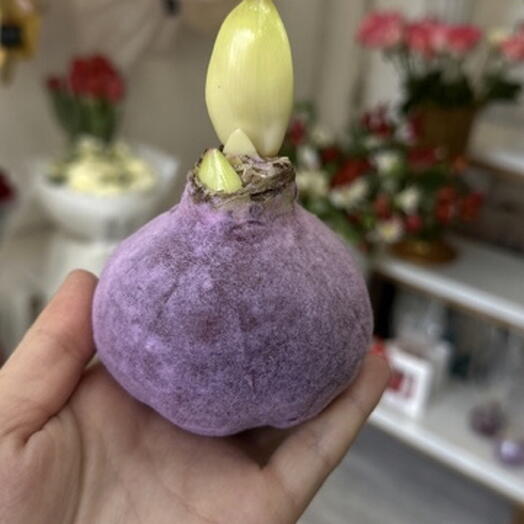 Луковицы амариллиса