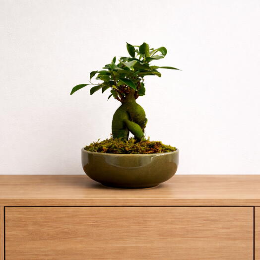 Ficus in Ceramic Planter – Sculptural Living Accent