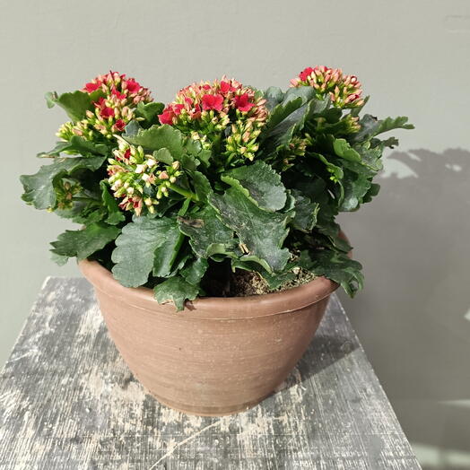 Комнатное растение