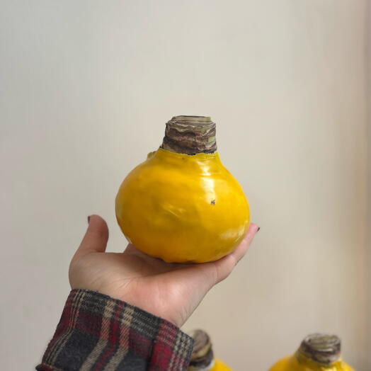 Амариллис в желтом воске