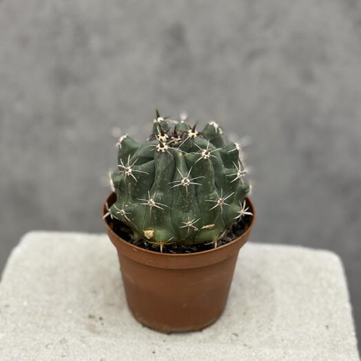 Кактус ferocactus horridus brevispinus