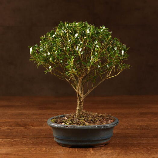 Бонсай Падуб в овальной плошке 35см