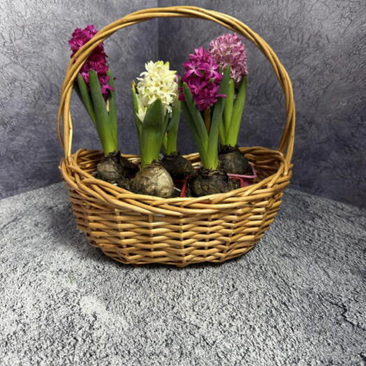 Гиацинт корзине