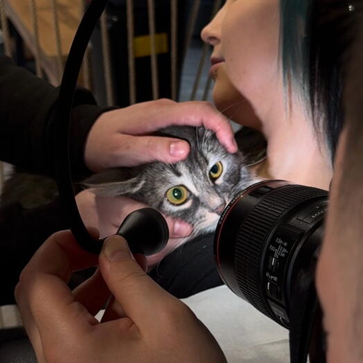 Фотосессия радужек глаз с кошкой