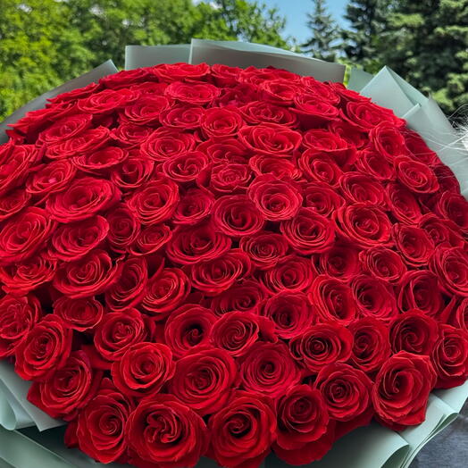 Алые розы Эквадор, 70 см. 101 шт