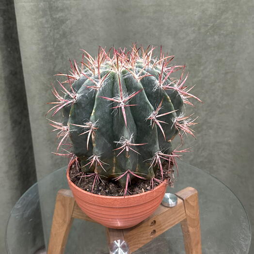 Ферокактус Стайнези (Ferocactus Stainesii) 