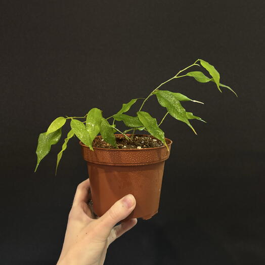 🌿 Фикус Бенджамин