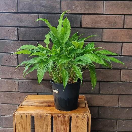 Spathiphyllum (Спатифилум)
