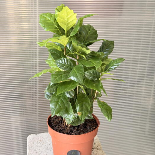 Кофе Арабика