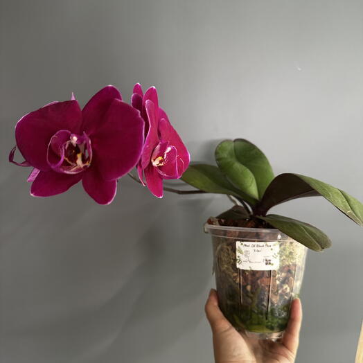 Орхидея фаленопсис Phal. OX Black Face (цветёт)