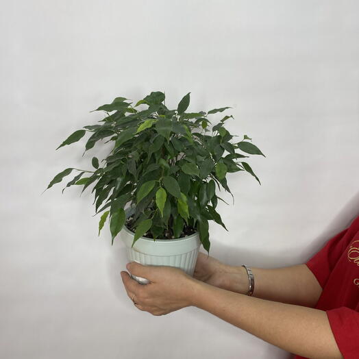 Фикус Green Kinki комнатное растение