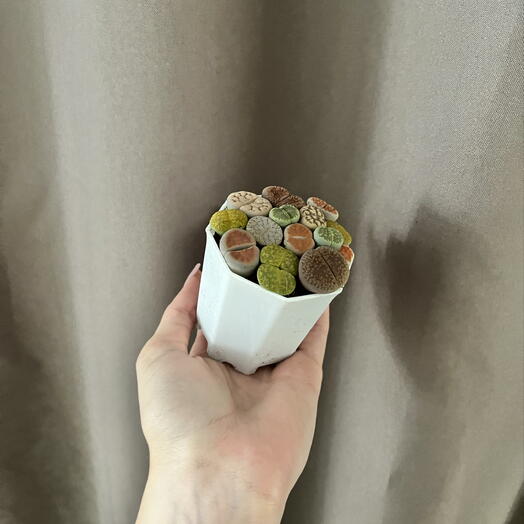 Литопс