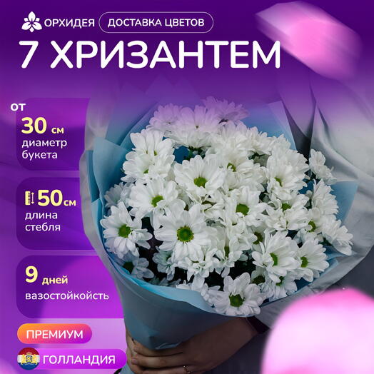 7 Хризантем бакарди белая