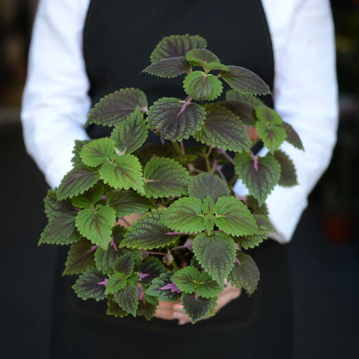 Колеус (Coleus), «крапивка»