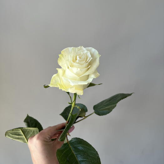 Роза импортная Мондиаль