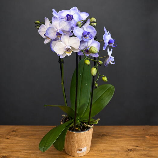 Орхидея Phalaenopsis mini