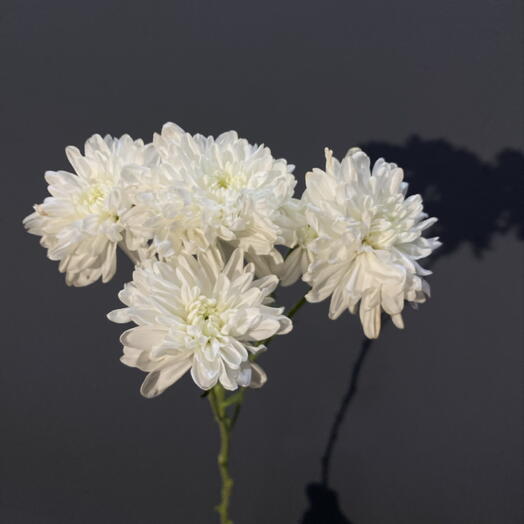 Spray chrysanthemum