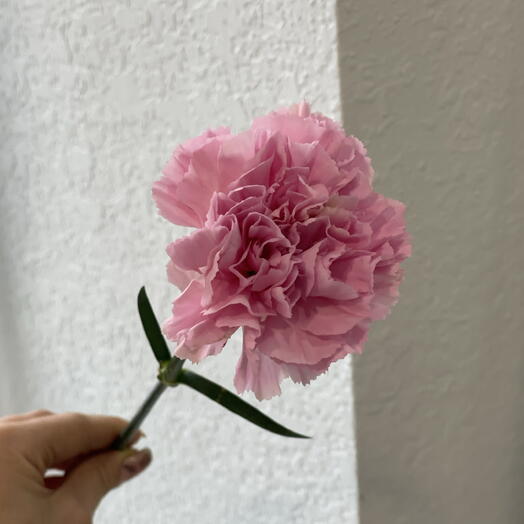 розовый диантус🌸