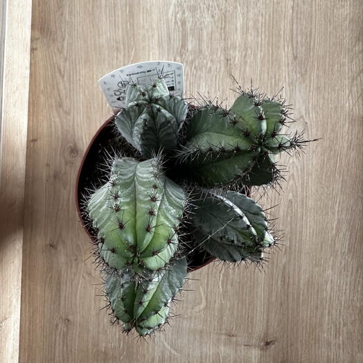 Polaskia chichipe – Sculptural Desert Cactus