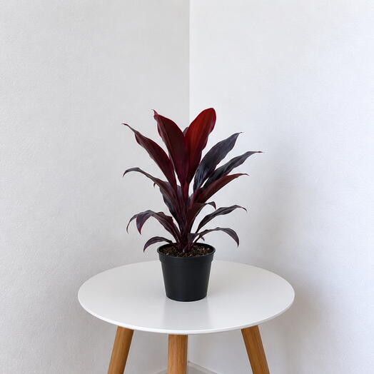 Cordyline Rumba