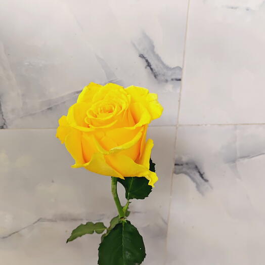 Yellow Rose