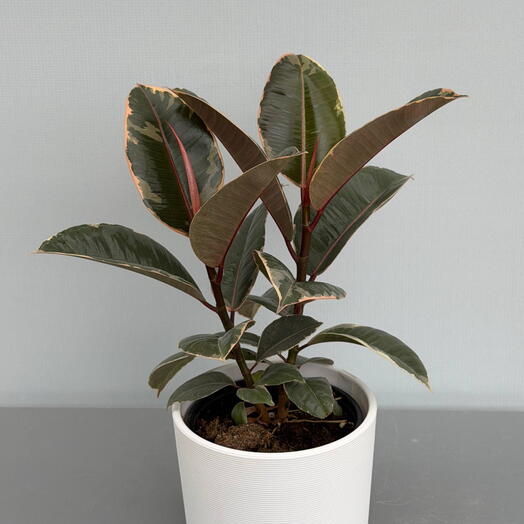 Фикус Эластика Тинеке (FICUS) EL TINEKE