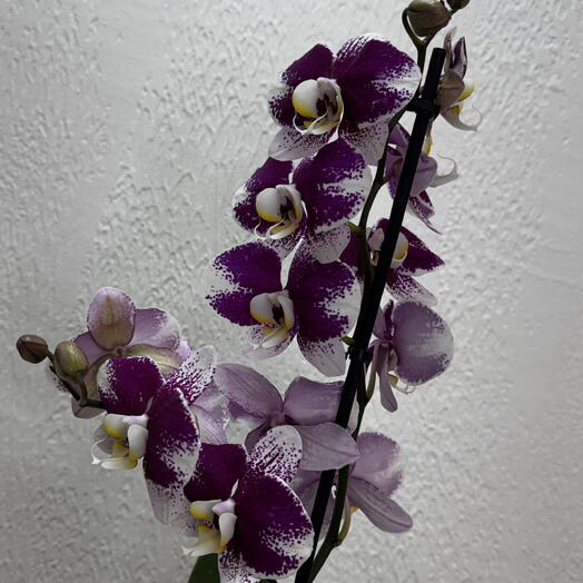 Орхидея Фаленопсис «Violet»