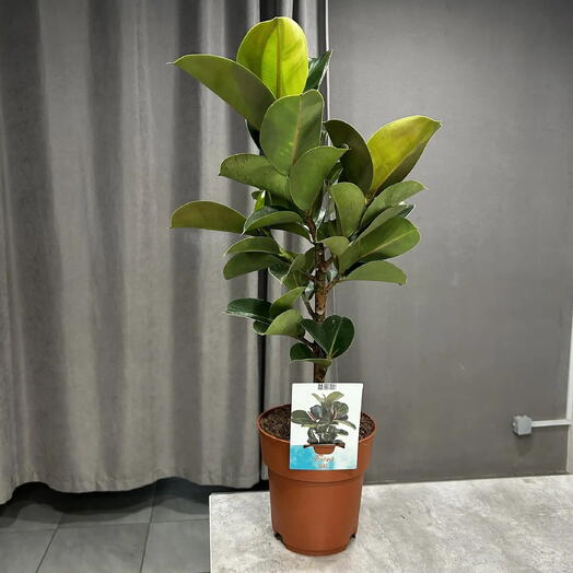 Фикус каучуконосный(Ficus elastica)