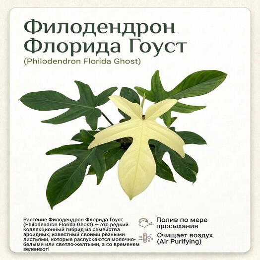 Филодендрон Флорида Гоуст