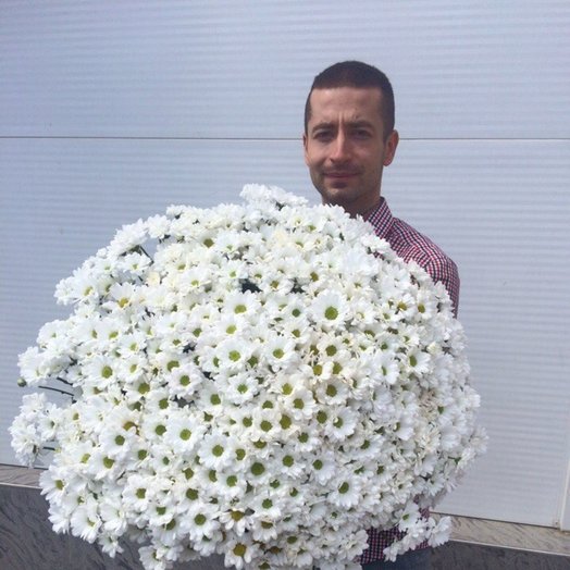 Chrysanthemum