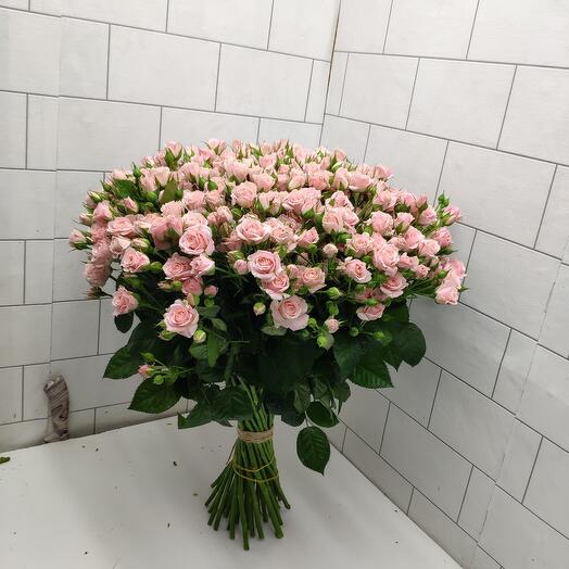 Rosa arbustiva 51pcs