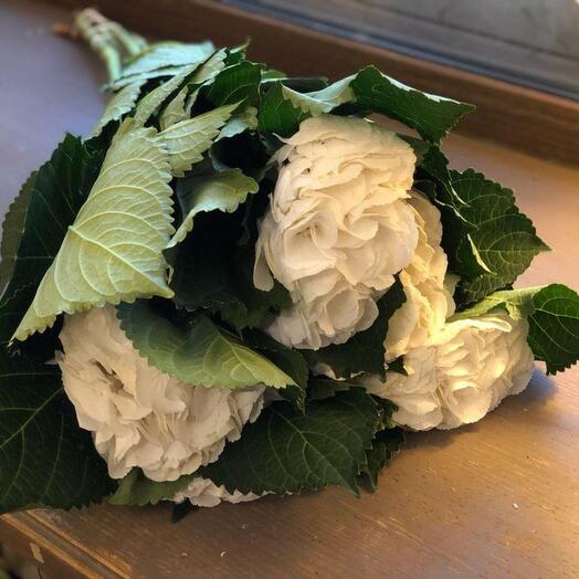 Hydrangeas