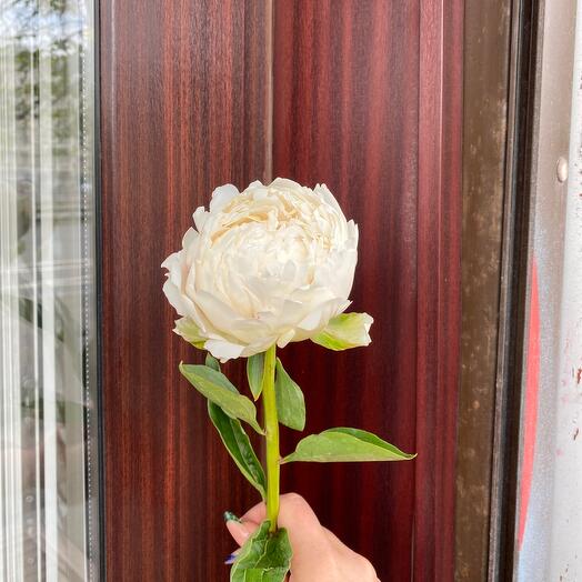 White peony