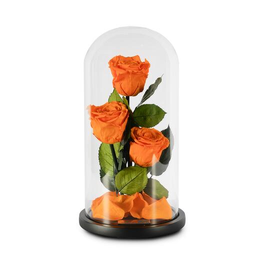 Deep Orange Preserved Roses in a Dome Glass Trio
