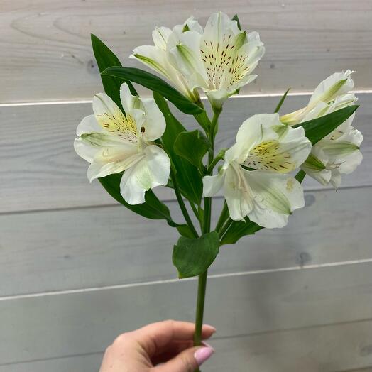 Alstroemeria is white