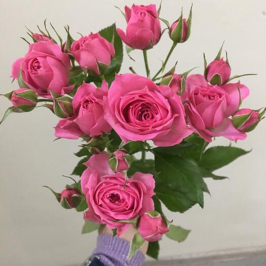 Rosa arbusto daimenshns